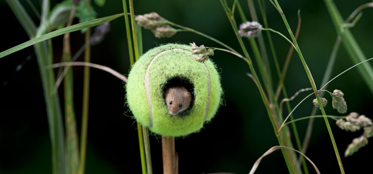 A harvest mouse peeks out of a hole in a tennis ball placed on the end of a stick among wildflowers.