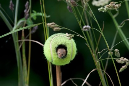 A harvest mouse peeks out of a hole in a tennis ball placed on the end of a stick among wildflowers.