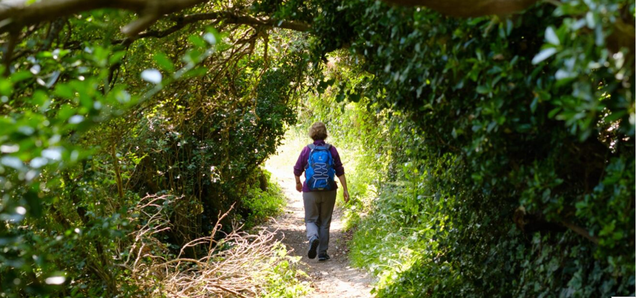 A walker walks along a trail in the woods, away from the camera